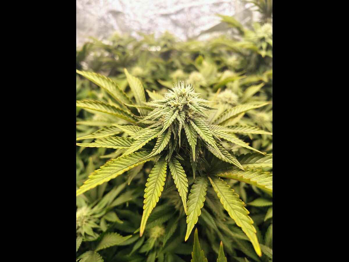 Tips to Buy THCA Hemp Flower Online