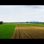 Pasture Seed