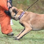 Why Some Dog Bite Cases in Milwaukee, WI, Become More Complicated Over Time