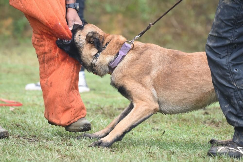 Why Some Dog Bite Cases in Milwaukee, WI, Become More Complicated Over Time